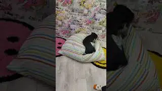 Смешная собака и красная точка #shorts