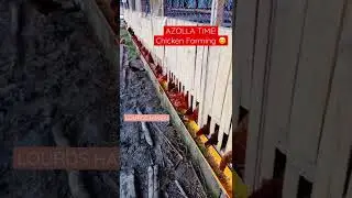 AZOLLA FEEDING TIME /CHICKEN FARMING //LH Farm