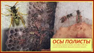 Осы полисты, осиное гнездо / что внутри осиного гнезда