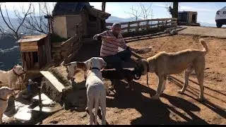 Köpeklere iç parazit hapını balığın ağzına sokarak verdim 