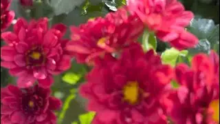 So many Beautiful Flowers in Saskatoon Farm