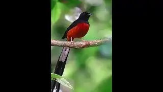 Terapi Refres Burung Agar Cepat Gacor