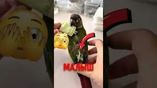 🦜 They put a diaper on a parrot before the flight! 