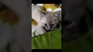 Смотри какая красота