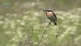 meadows Birds
