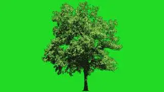 🌳amazing tree animation green screen🟢 video🎥