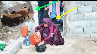 Nomadic life: In the absence of Fatima Sahar, Saman's sheep provide grass.