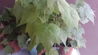 Абутилон из семян