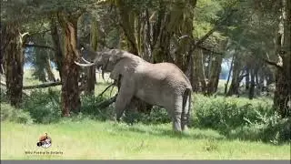 the Elephant tusks are tools for securing food