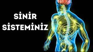 Sinir Sisteminize Doğru Bir Yolculuk