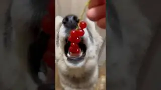 УЖИН ДЛЯ ВОЛЧИЦЫ