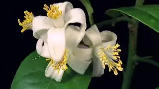 Цветы. Скоро весна.))