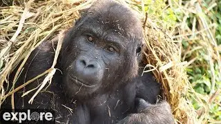 GRACE Gorilla Forest Corridor Cam powered by EXPLORE.org