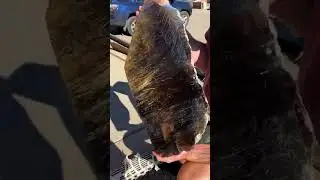 Гигантский рутилированный дымчатый кварц