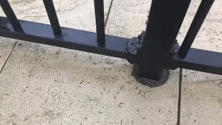 Swarming flying termites captured on video