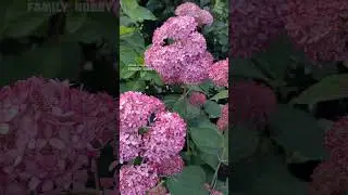 #Гортензия