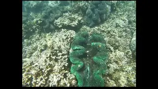The Giant Clams (Aussies in Samoa)