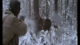 Охота на лося. часть 2. выстрел