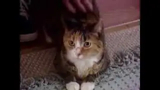 Pit Bull attack - Bravest kitty saves 97 yr old owner!