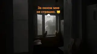 ураган не помеха для кота. 😲