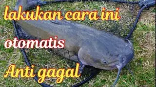 part-03 Program unggulan kelurahan Air jamban- materi pemijahan ikan lele @ighlinkbudidaya