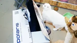 КОРОБКА+КУНИ+ПУССИ. Намек на одно из видео на Bobcat ТВ ))