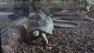 Tortoise Walking (Slow Motion Animation Reference)
