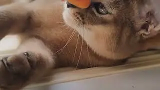 Котёнок чаузи 🐈