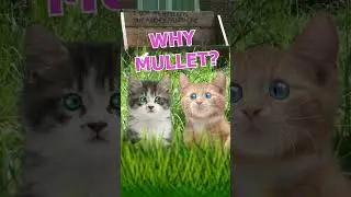 Why is the mullet hairstyle called a mullet? #kittens
