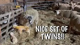QUICK LOOK IN SHED & LIVE BIRTH!!