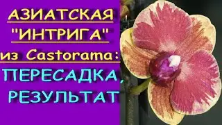 Фаленопсис 