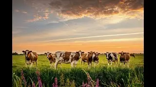 Summer field. Sounds of nature in the meadow. For Relaxation. cows with bells