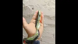 Игра приманки Savage Gear 3D Burbot 250mm 54gr (авторская реплика)