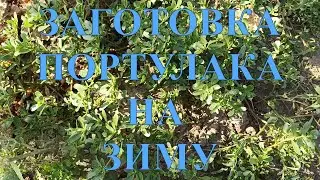 ЗАГОТОВКА ПОРТУЛАУКА НА ЗИМУ.ГОТОВИМ ПОРТУЛАК В КАЗАНЕ НА КОСТРЕ. # 57