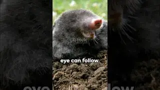 #facts #fact #factshorts #youtubeshorts #animallover #animal #youtube #animalfacts #sea #ocean