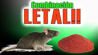 Revienta de forma natural RATAS Y RATONES con esta simple mezcla!!! FUNCIONA!!!