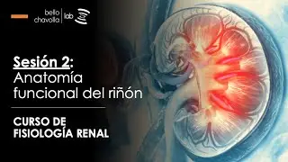 Introducción a a fisiología renal: Anatomía funcional del riñón