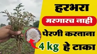 हरभरा पिकातील मर थांबवण्यासाठी उपाय | harbhara mar rog niyojan | हरभरा पिक नियोजन #हरभरा