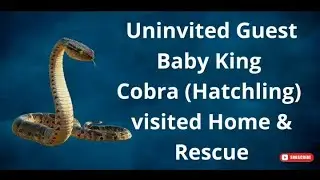 Uninvited Guest Baby King Cobra (Hatchling) visited Home & Rescue