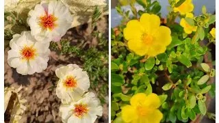 Difference between portulaca and purslane | All details for the plants|