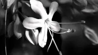 Deep Haki - Botanic March