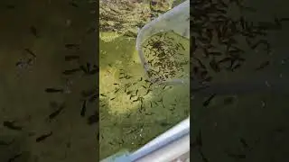 Золото в басейни.