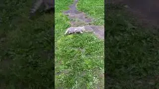 Кошачья прогулка 3