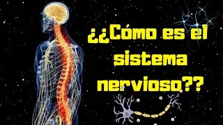 🧠 ¿¿CÓMO está FORMADO el SISTEMA NERVIOSO y sus FUNCIONES??