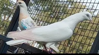 12000/Allover !! Very High Level Breed Means Breed !! नस्ले मतलब नस्ले !! Avaliable Pihu Pigeons !! 