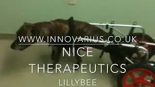 IVDD LillyBee Innovarius NICE Therapeutics™