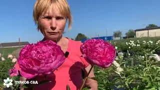 Glory Hallelujah peony. Глори Алллилуйя пион. Пулков сад