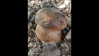6 Seguimiento de Aereus y Amanitas Mayo 2024