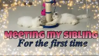 Taco meeting her sibling for the first time