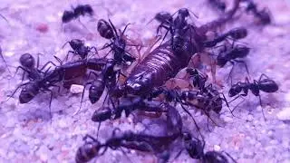 Camponotus Japonicus Vs Scorpion!  #Ant Life